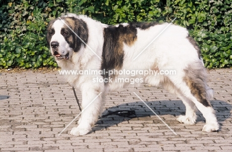 Pyrenean Mastiff (Mastin de los Pirineos)