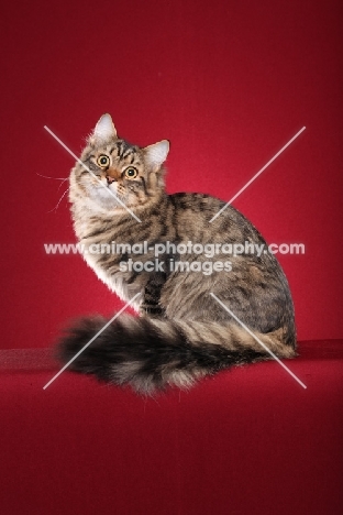 Siberian cat, sitting down