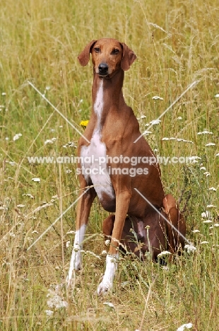 Azawakh sitting in grass