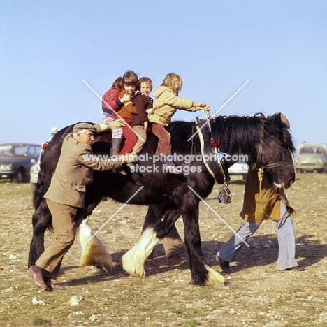 shire horse giving rides for children