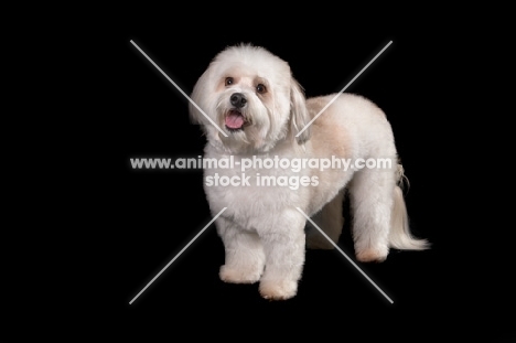 Coton de Tulear on black background