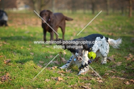 black and white English Springer Spaniel playing with a ball