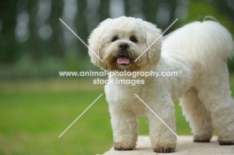 white lhasa apso standing