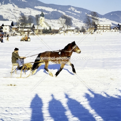 noric horse in trotting race on snow at kitzbuhel, austria