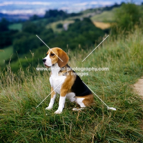 champion beagle in countryside, Ch Too Darn Hot for Tragband (Ada)