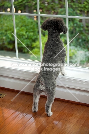 Schnoodle (Schnauzer cross Poodle) behind window