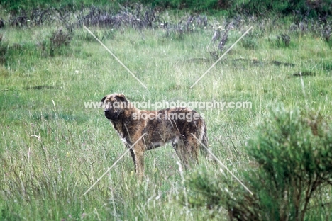 Spanish Mastiff standing in field