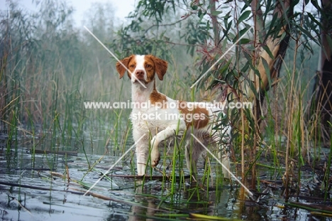 alert Brittany spaniel in water