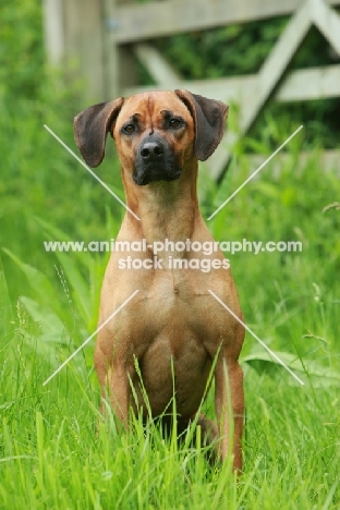 Rhodesian Ridgeback sitting on grass