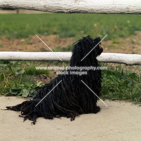 hungarian puli looking up