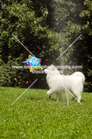 Samoyed dog playing with balloon