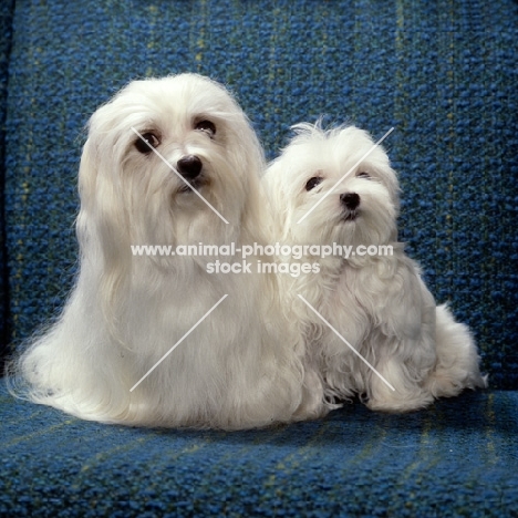 vicbrita delectabelle,   maltese and puppy sitting on a sofa