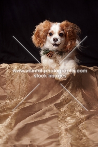 cavalier king charles spaniel happy in studio