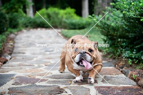 english bulldog running