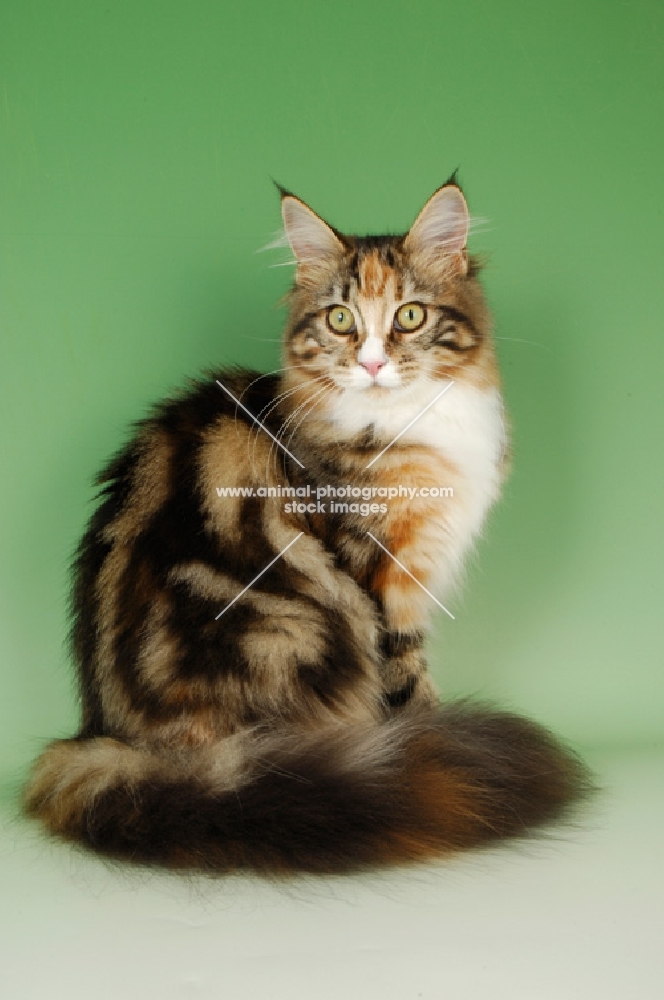 pretty main coon cat, tortie tabby and white colour