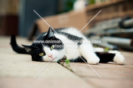 calm bi coloured cat lying down