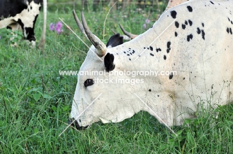 Nguni Cattle grazing