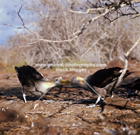 male and female waved albatross in courtship dance, on hood island, galapagos islands
