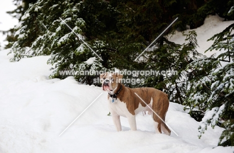 Old English Bulldog in snow