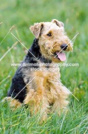 Welsh Terrier sitting on grass