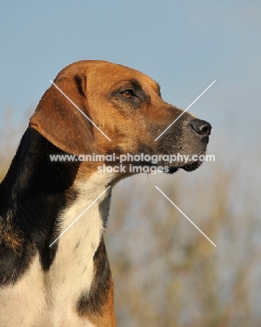 English Foxhound