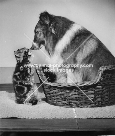 kitten and shetland sheepdog looking at each other