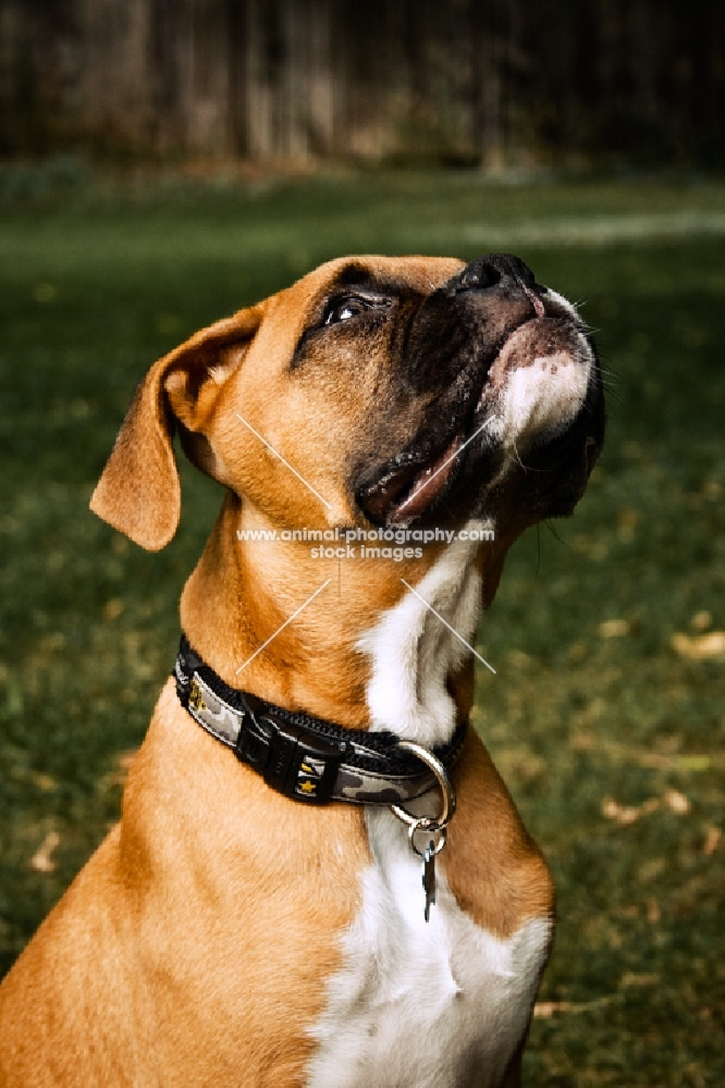 boxer puppy looking up