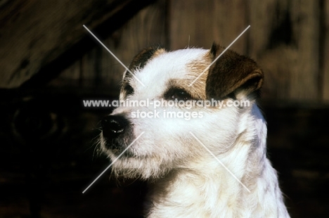 parson russell terrier portrait