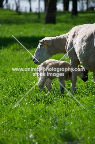 Swifter ewe and her lamb