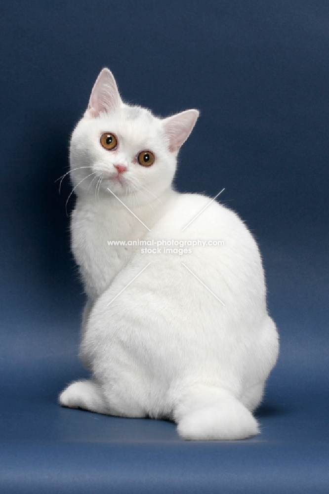 white British Shorthair on blue background, back view