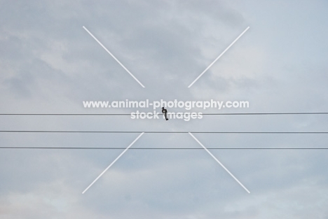 wood pigeon perched on wires