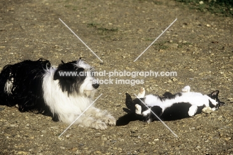 black and white dog and cat with matching colouring