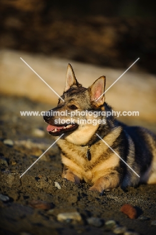 Swedish Vallhund lying down on sand