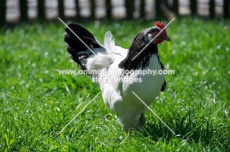 Lakenfelder (aka lakenvelder), on grass