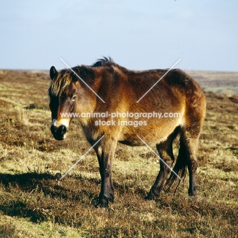Exmoor pony on Exmoor in winter