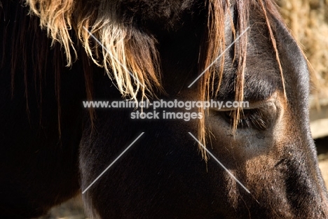 donkey stallion head