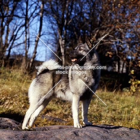 norwegian elkhound, skogsmarkens skott