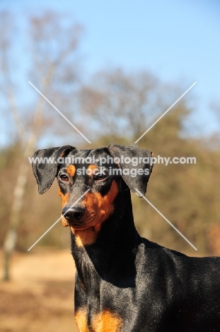 German Pinscher portrait