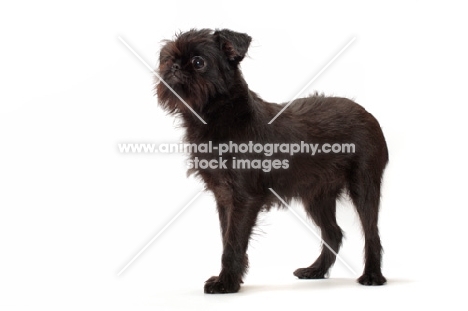 young black Griffon Bruxellois on white background