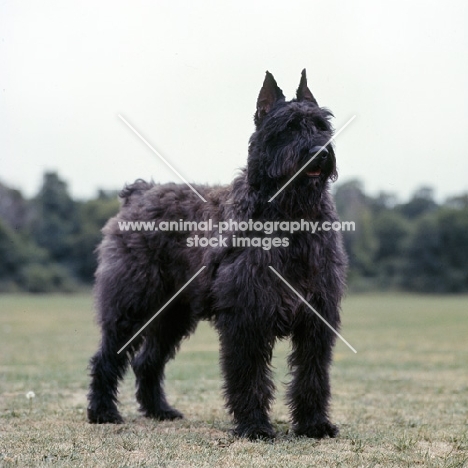  am ch konard du rotiane, bouvier des flandres with cropped ears