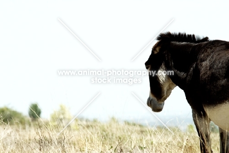 donkey in dry landscape