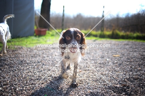 White and liver Brittany walking towards camera