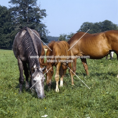 Wurttemberger mares grazing with foal
