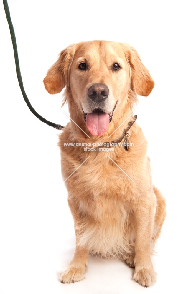 Golden Retiever on lead, sitting, waiting, panting