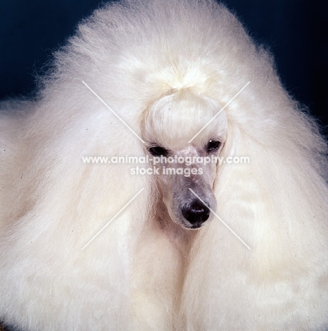 miniature poodle in show coat