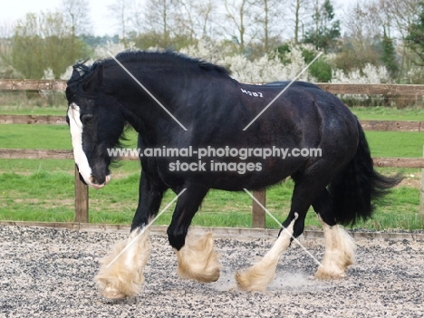 Shire horse running