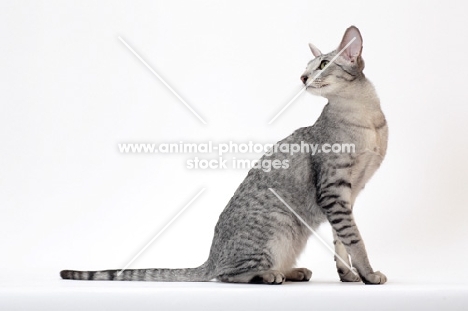 Oriental Shorthair sitting down on white background, Silver Spotted Tabby