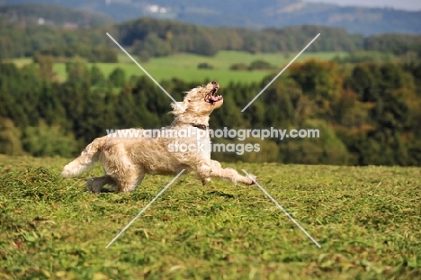 Labradoodle running