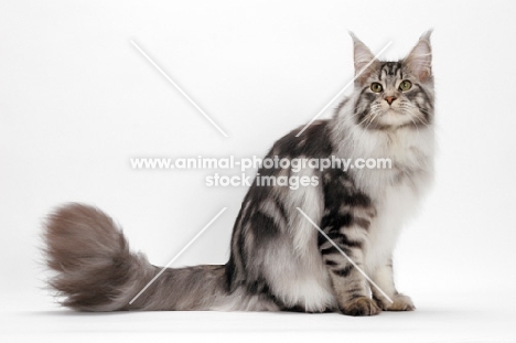 Maine Coon sitting down, Silver Classic Tabby colour, white background