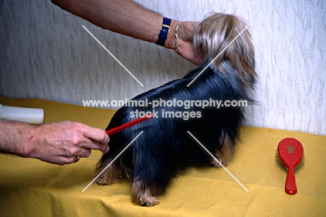 combin a yorkshire terrier 